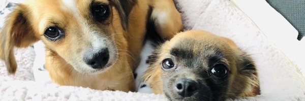 mydogisphat Profile Banner