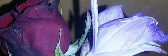 Margothac12's profile banner image