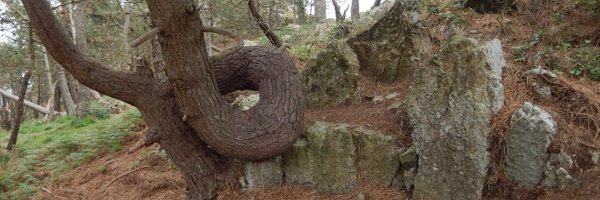 MaelaSemery Profile Banner