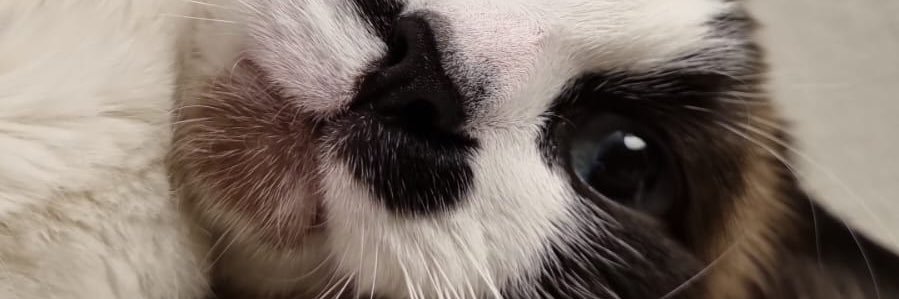 Andrea Pérez de A. banner