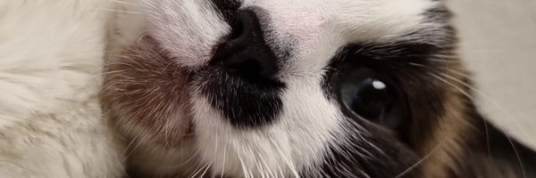 andreapda Profile Banner