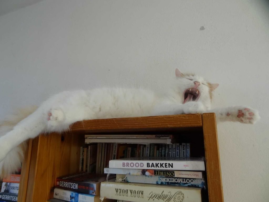 Cats on the bookshelf's banner