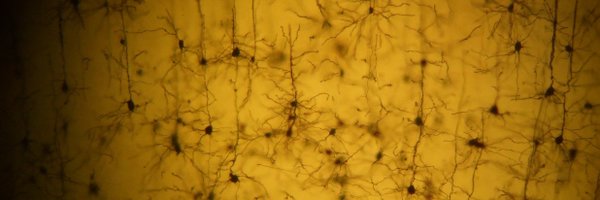 MichaelNewtonIP Profile Banner