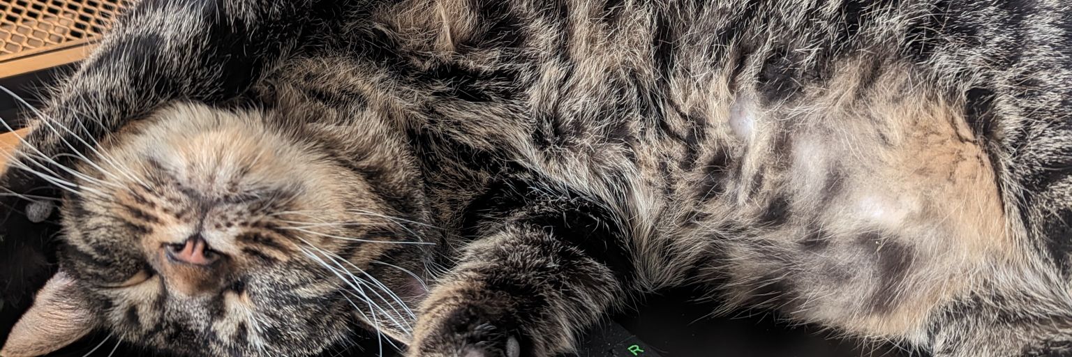 Zorboo0's profile banner image