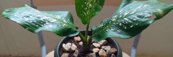 DoraWoniala Profile Banner