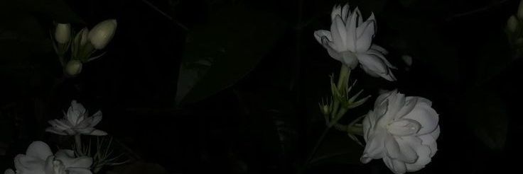 pinkeurain's profile banner image
