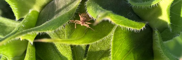 AVermillet Profile Banner