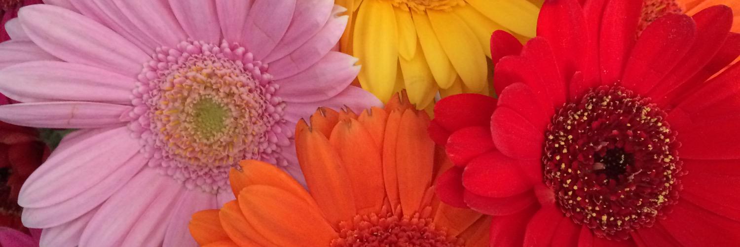 Meganross118's profile banner image