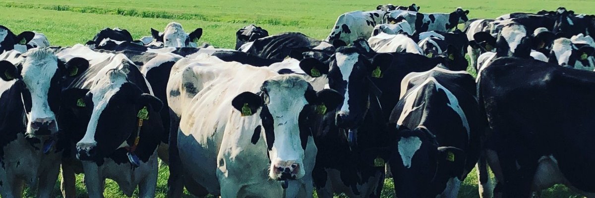 hoopvoller's profile banner image