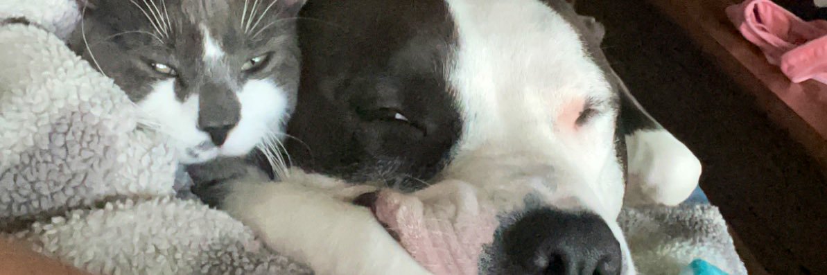 AlliBee210's profile banner image