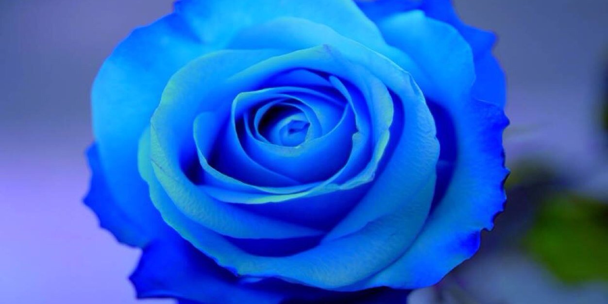BlueEmperor's profile banner image
