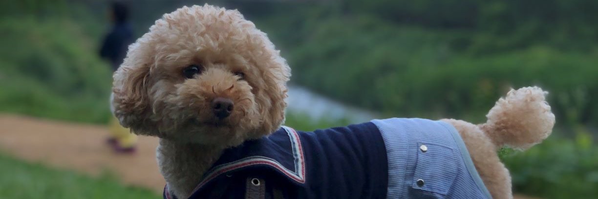 Noriko Komazawa banner