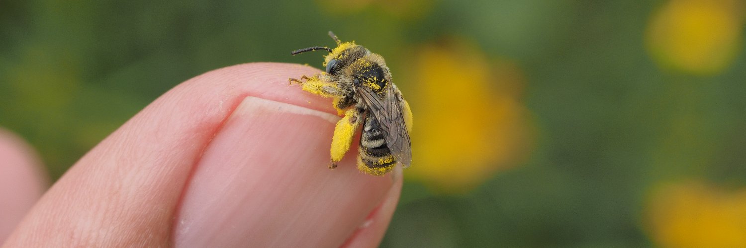 Hella Bee Nerd banner