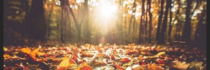 maiarruti's profile banner image