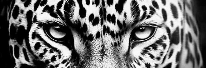 ftoo_a99's profile banner image