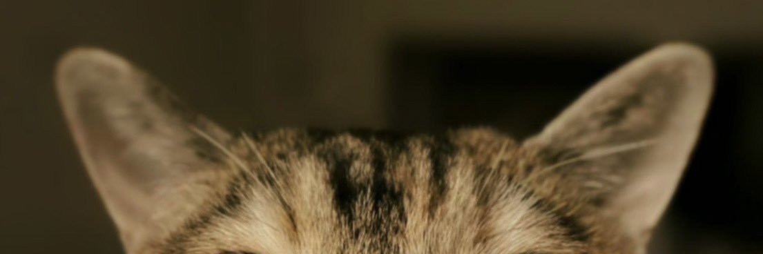p2ovo's profile banner image