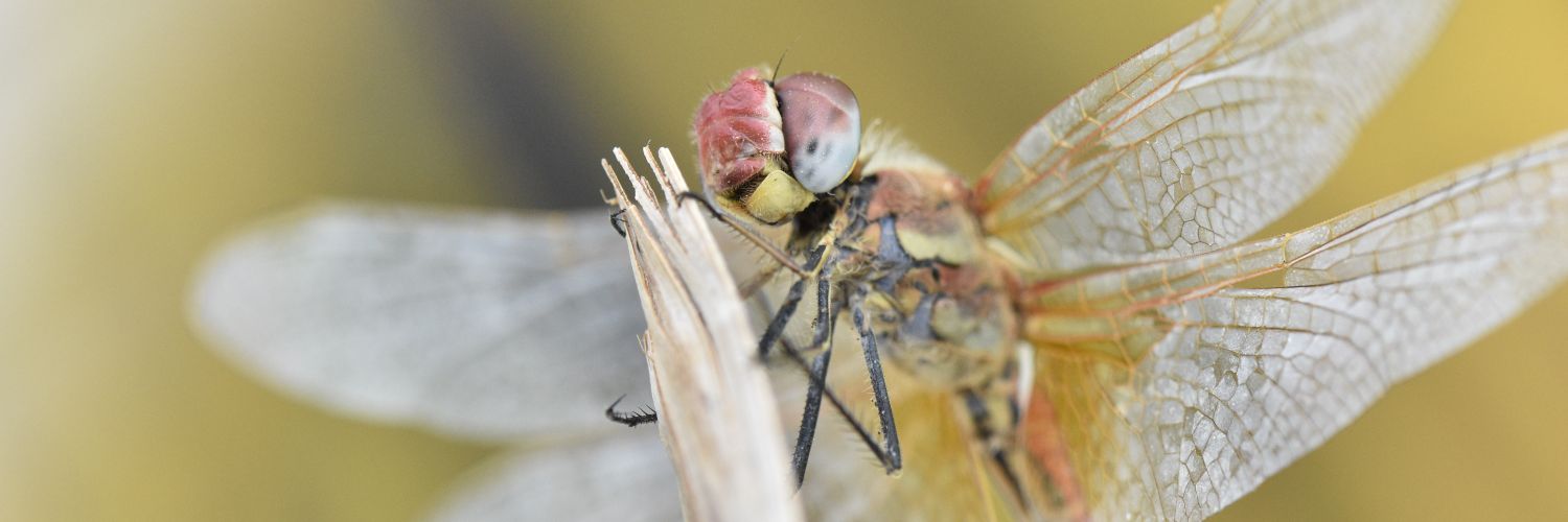 Jonny D🐦deaksbeaks banner