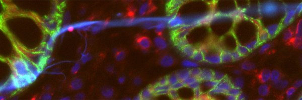 bozeklab Profile Banner