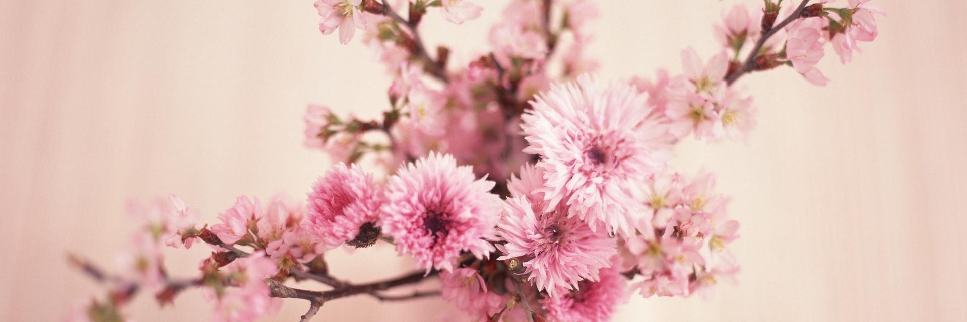 CecilePNLS's profile banner image