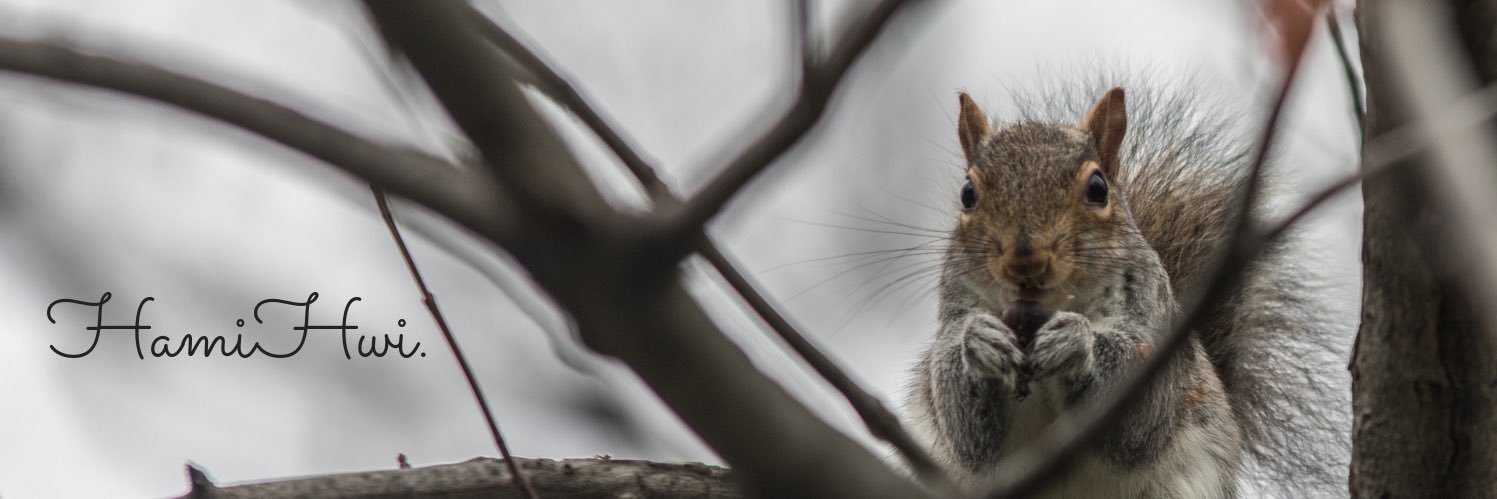 Hamihwi 🐿 banner