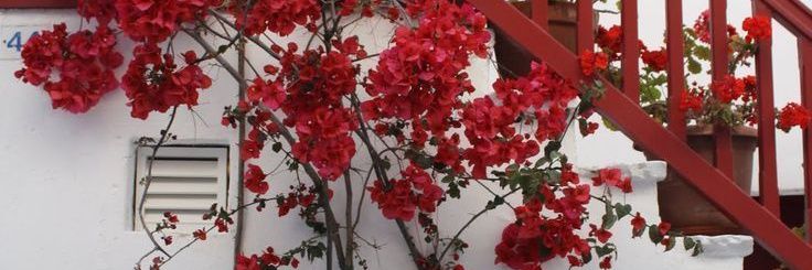 rosedndw's profile banner image