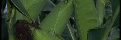 Desmond Boi banner