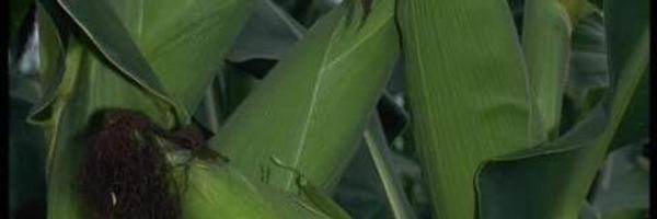 DesmondBoi Profile Banner