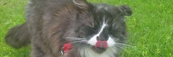 PercyFuzzyboots Profile Banner