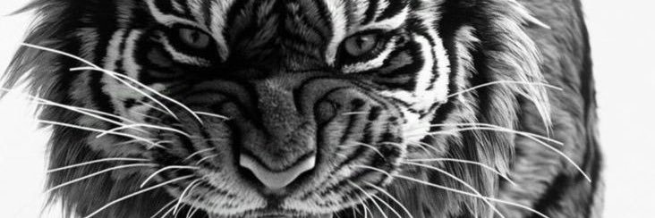 alberto_busi2's profile banner image