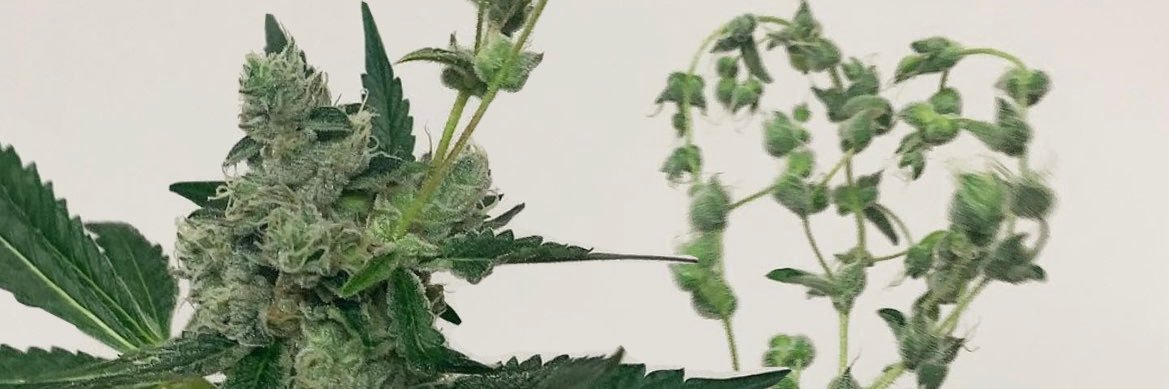 FATHER NATURE banner
