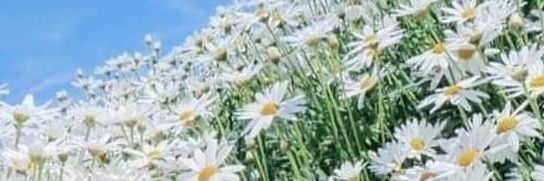 Toprak3619's profile banner image