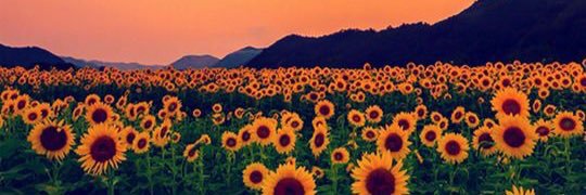 giokim101's profile banner image