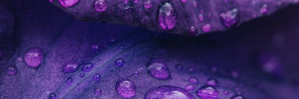 Dwuarf's profile banner image