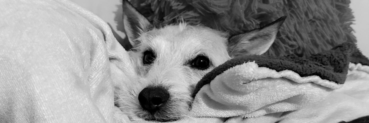 bv_fridaa's profile banner image