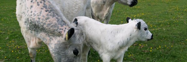 adrianjcl123 Profile Banner