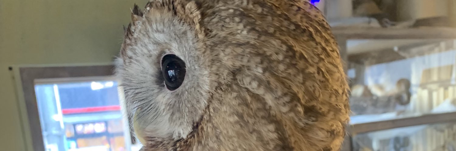 broccoryman's profile banner image