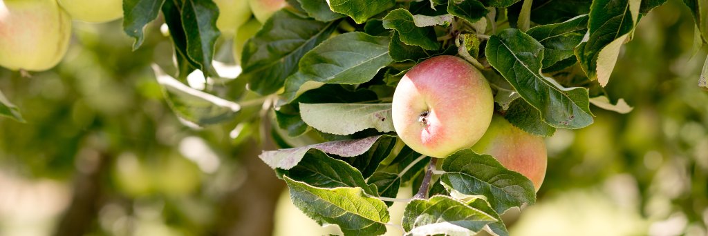 Catherine Every banner