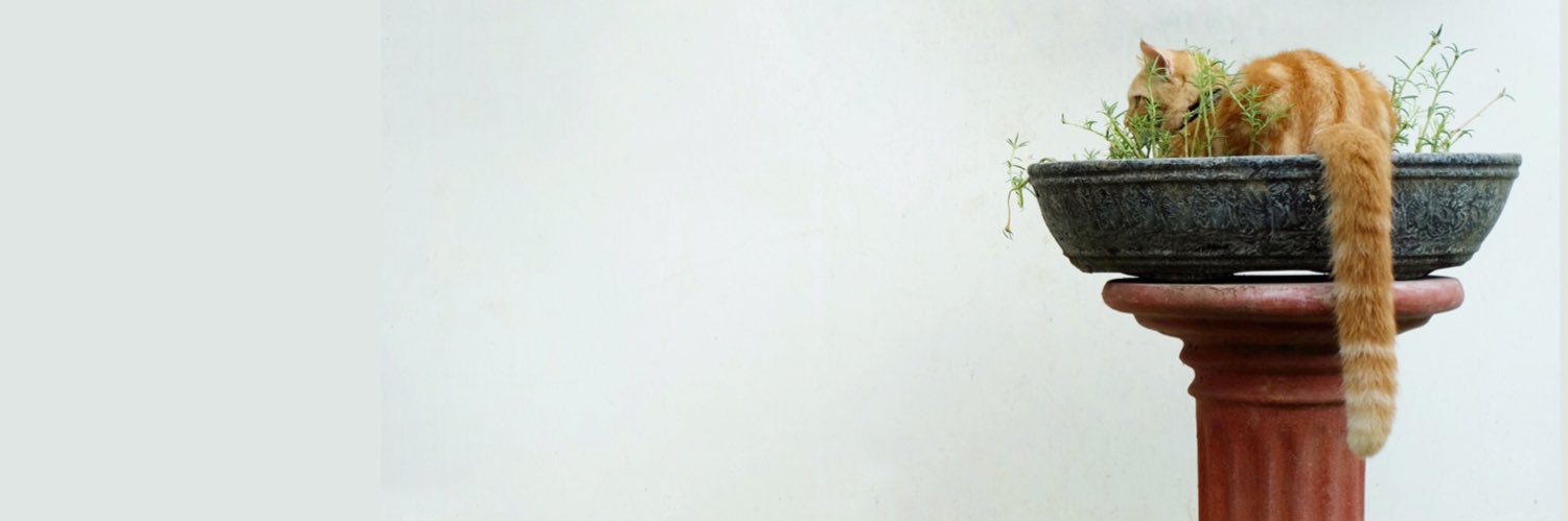 DjebuleWili's profile banner image
