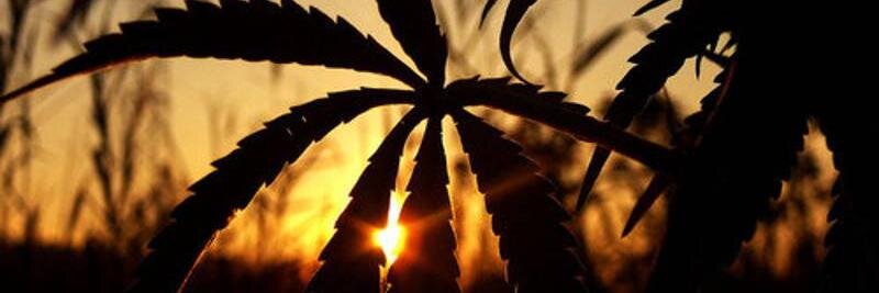 _oHique's profile banner image