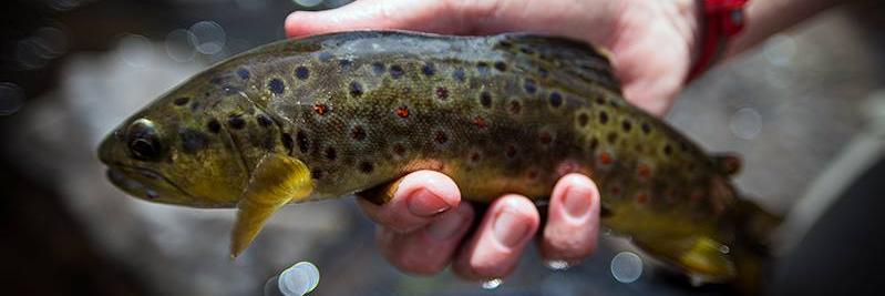 FlyFishArizona's profile banner image