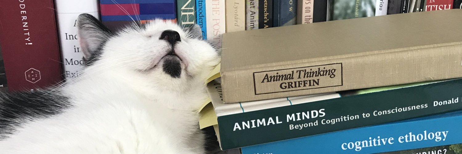 The Postmodern Cat banner