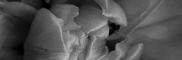 yohjiyamatomato Profile Banner