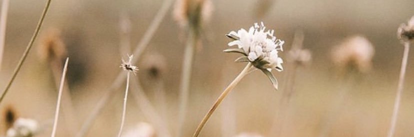 marina_al's profile banner image