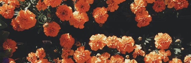 MikayleLance's profile banner image