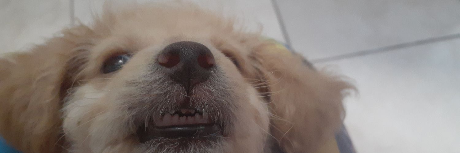micalunaok's profile banner image