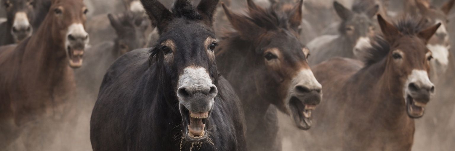 wicked_mule's profile banner image