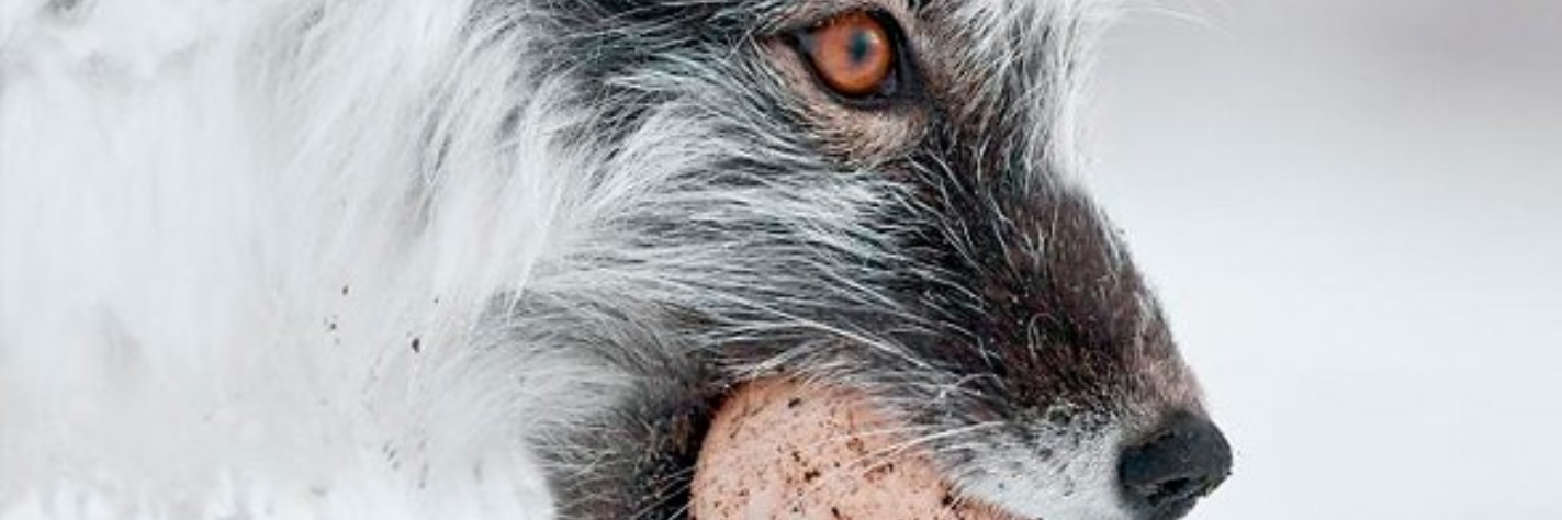 Page banner