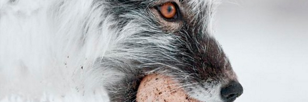 ledzeppeluis Profile Banner