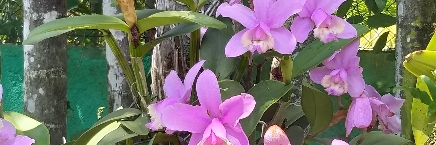 SantiniHelena's profile banner image