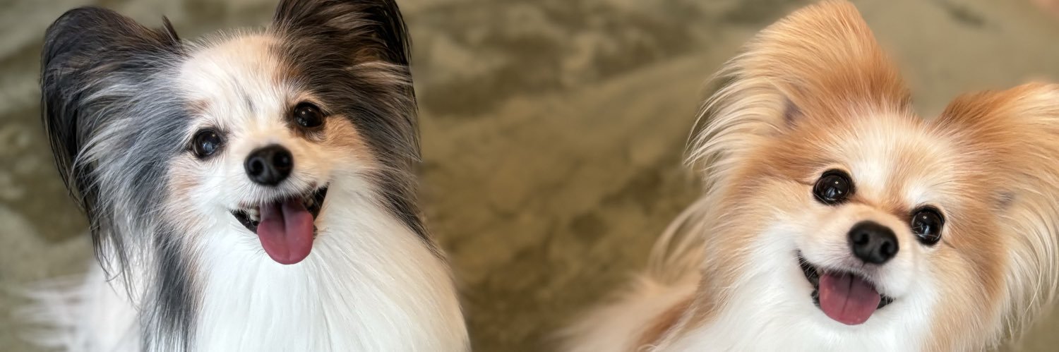 Coco@行政書士 banner